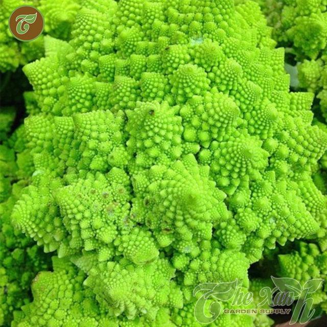 Bộ hạt giống Súp lơ sao
