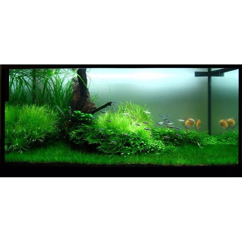 Máy lọc treo Sobo WP-607H