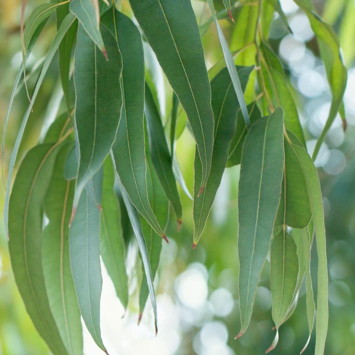 Tinh dầu Nature&Decouvertes Khuynh diệp
