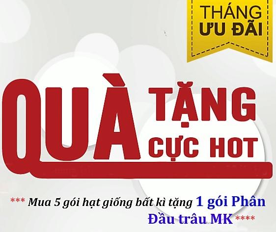 Hạt giống Bầu thiên nga
