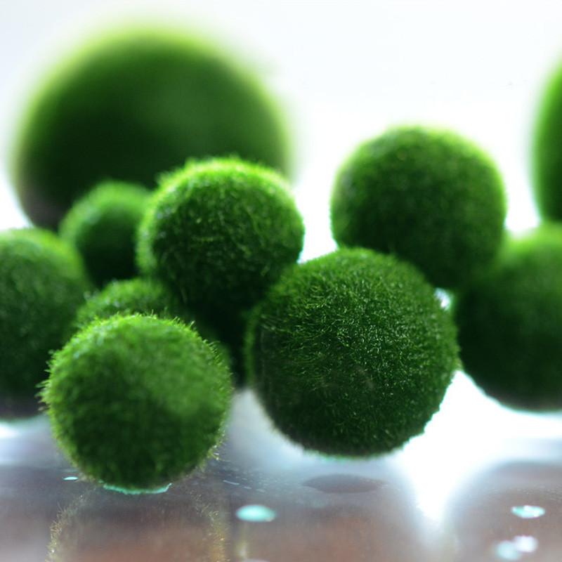 Tảo Cầu Nhật Bản Marimo Moss Ball