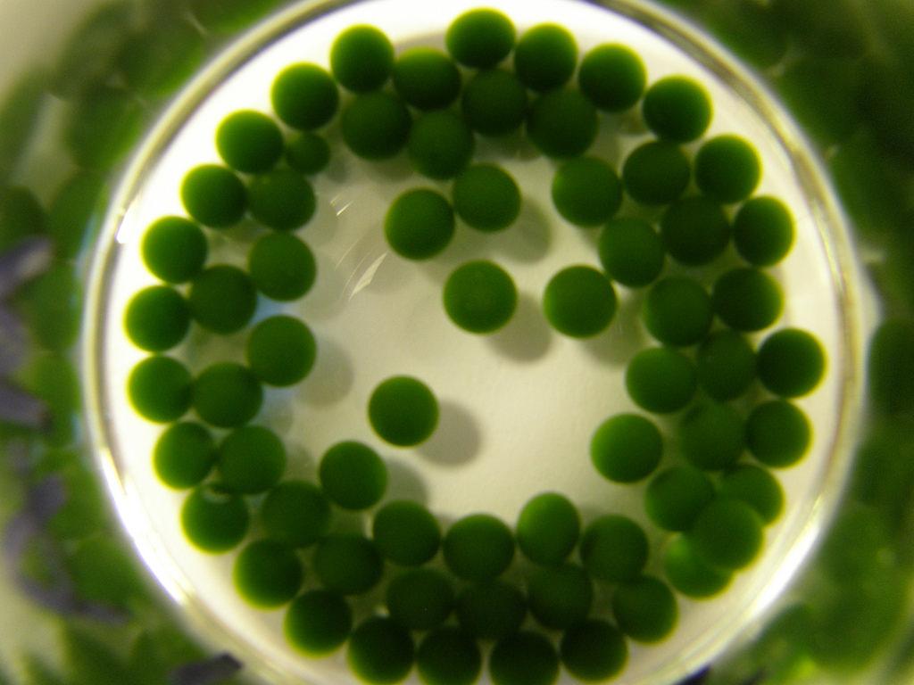 Tảo Cầu Nhật Bản Marimo Moss Ball