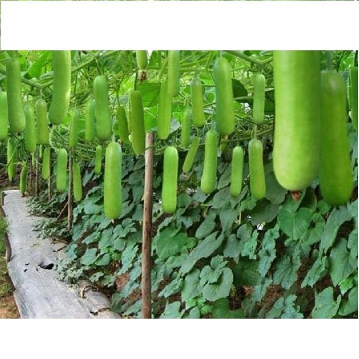 Hạt giống Bầu lai F1