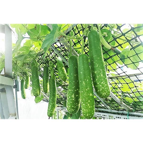 Hạt giống bầu sao(quả ngắn)