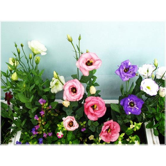 Hạt giống Cát Tường