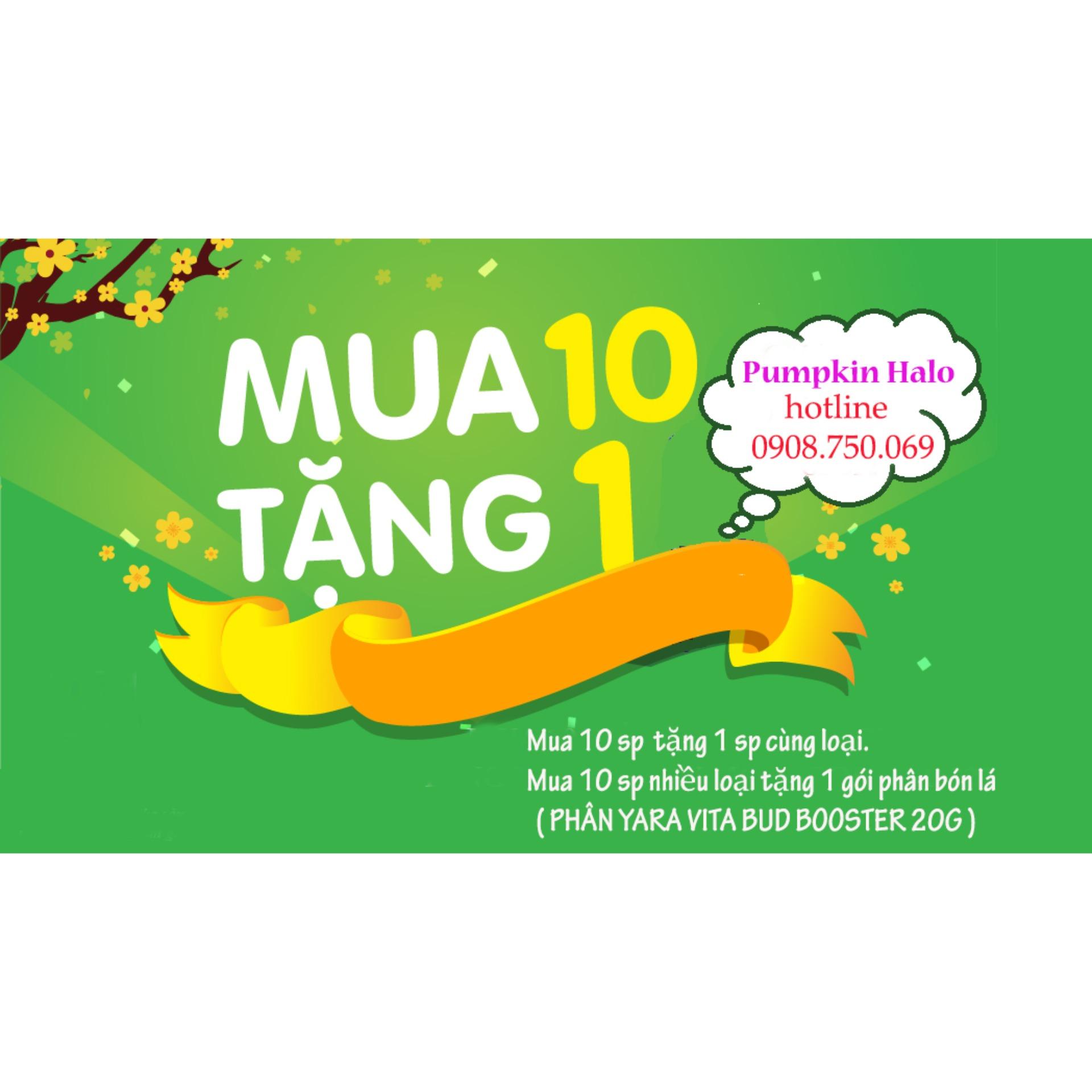 Hạt Giống Bắp Cải Mini