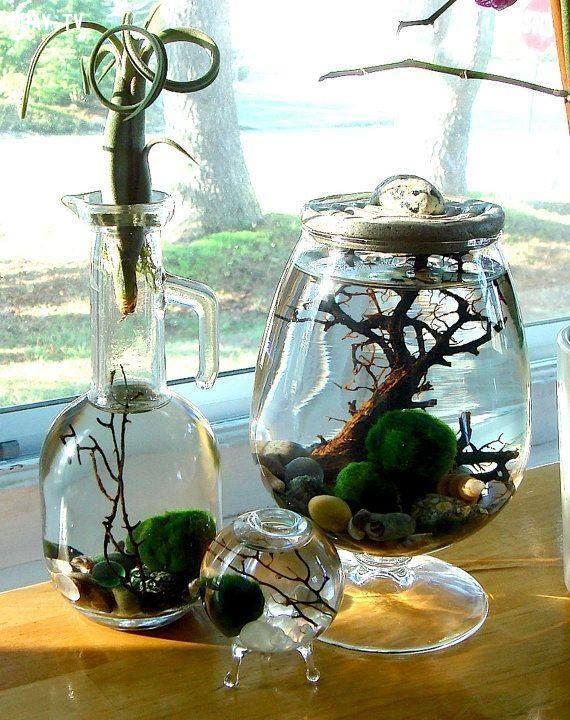 Tảo Cầu Nhật Bản Marimo Moss Ball