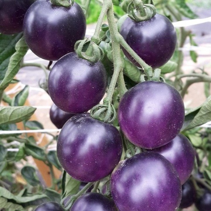 Hạt giống cà tím tròn