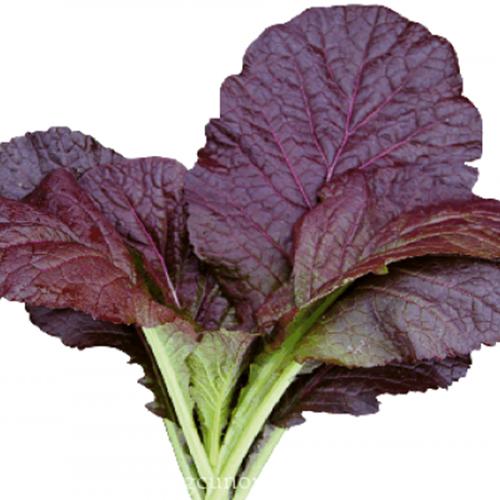 Bộ gói hạt giống Cải canh đỏ