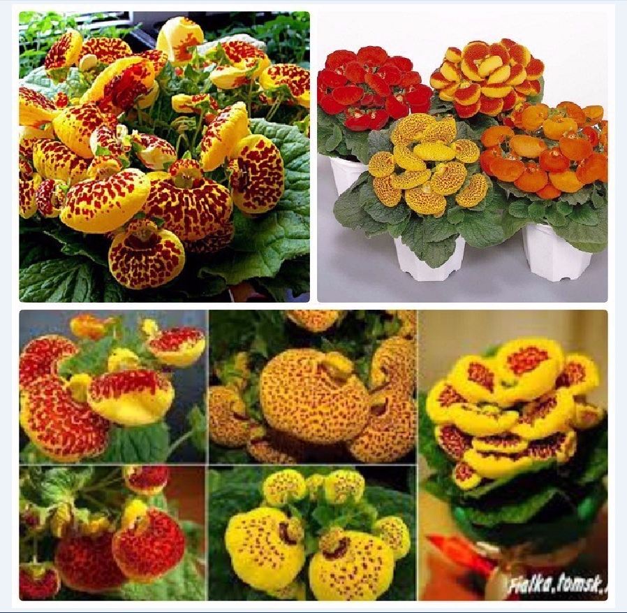 Bộ gói hạt giống Huyền sâm