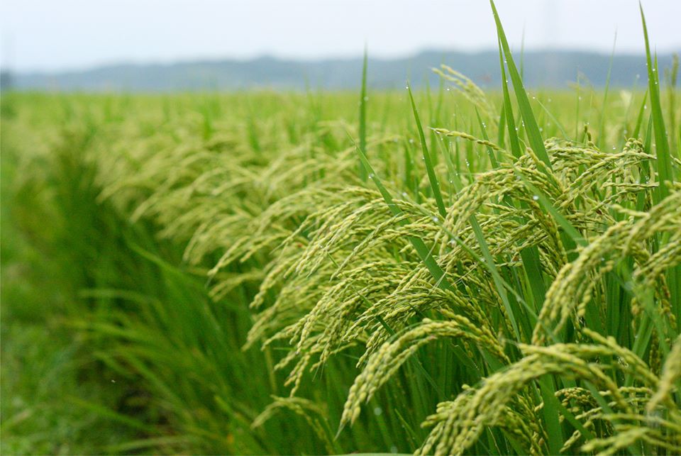 Gạo Ban Mai Thượng Hạng 5kg