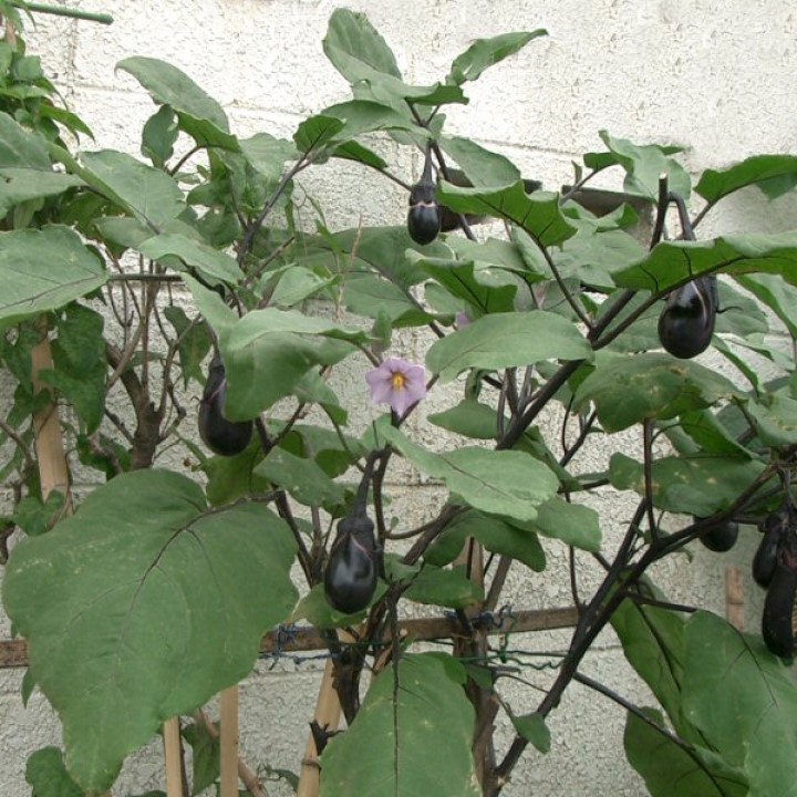 Hạt giống cà tím tròn