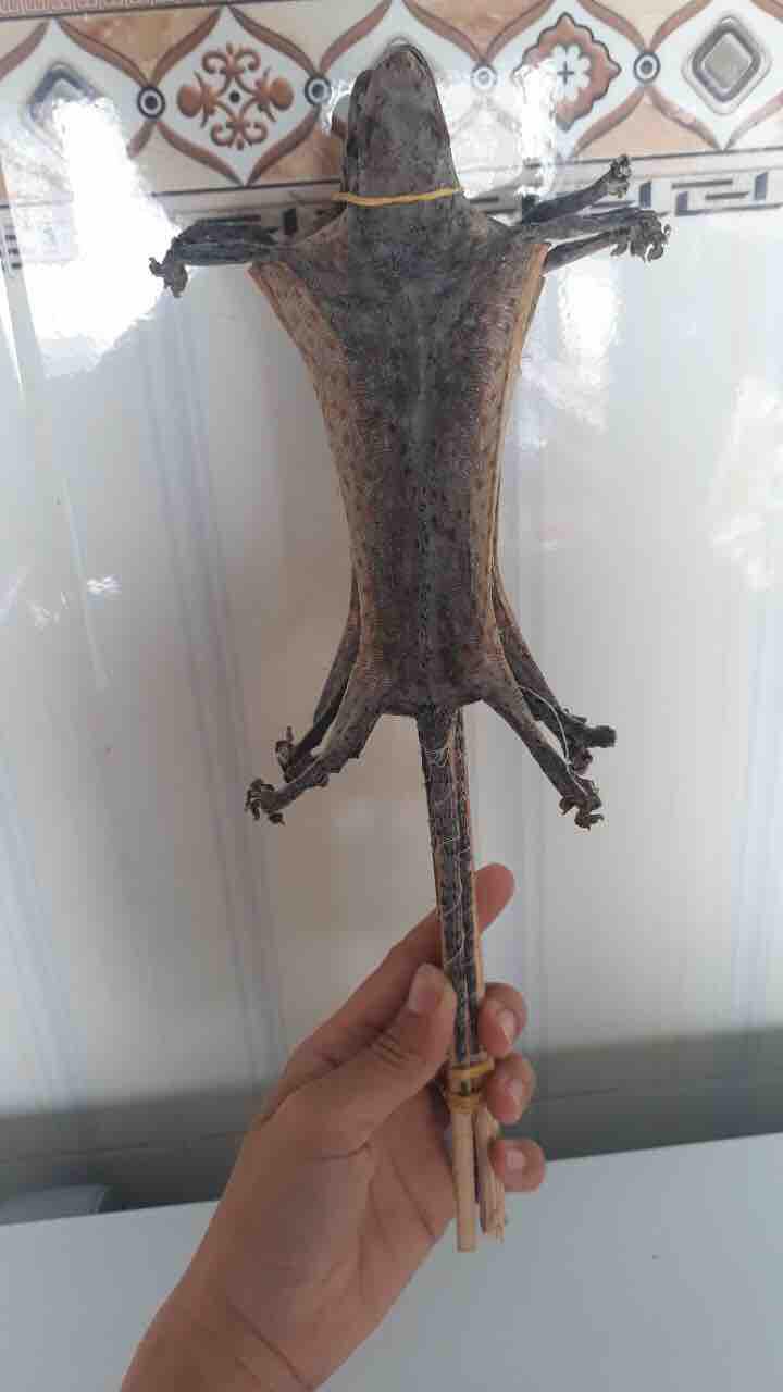 Tắc kè khô 2 con