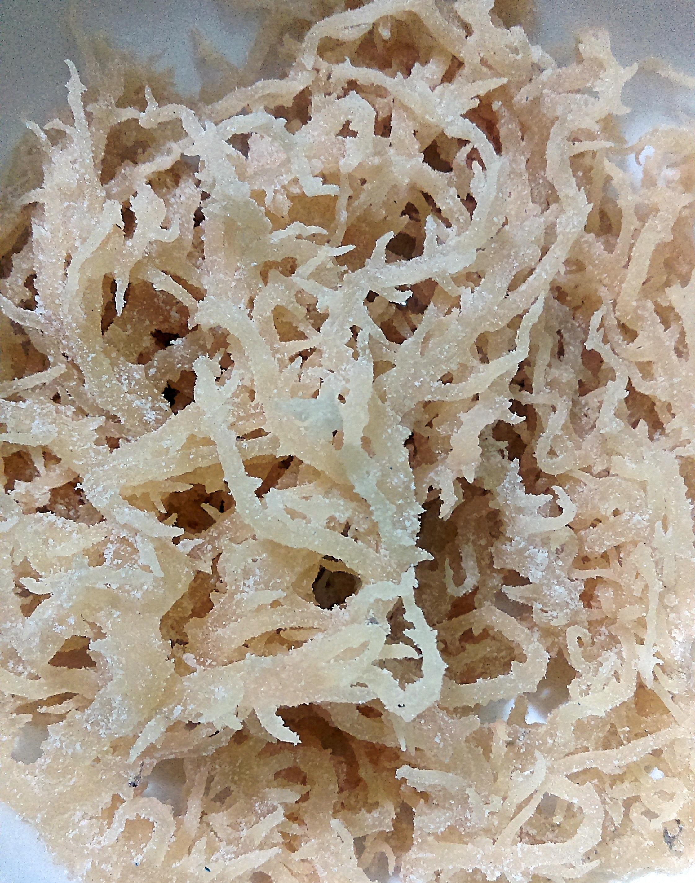 Rong sụn 300g