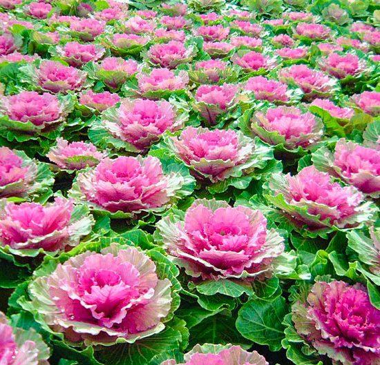 Hạt giống Hoa Bắp Cải