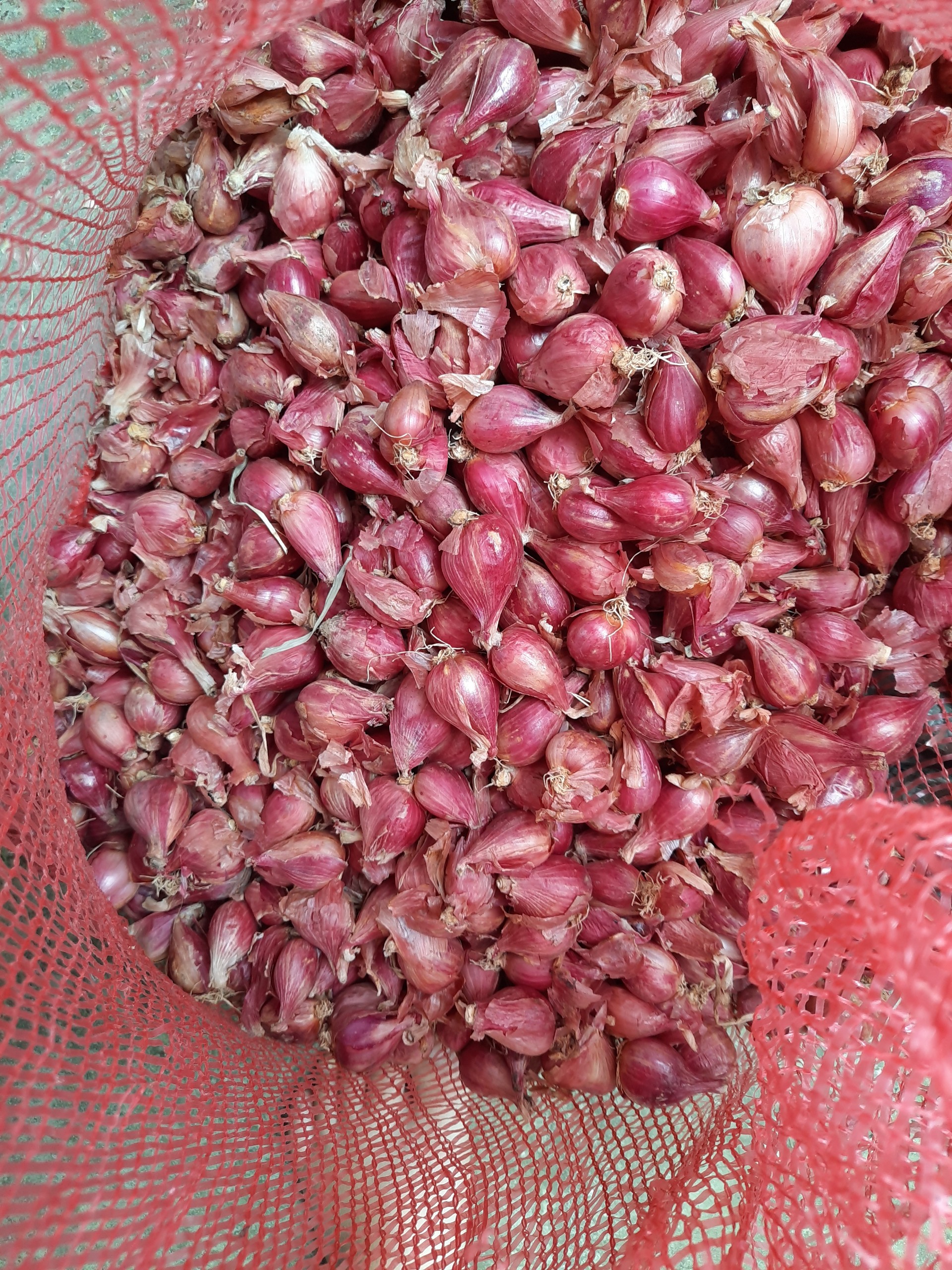 Củ hành tím 1kg