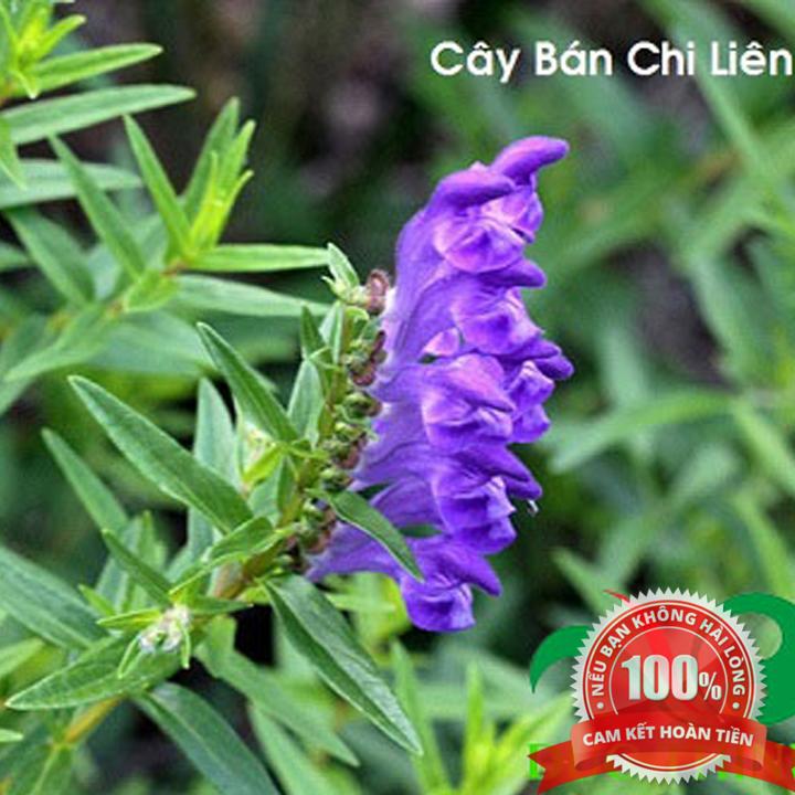 Chi liên khô 1kg