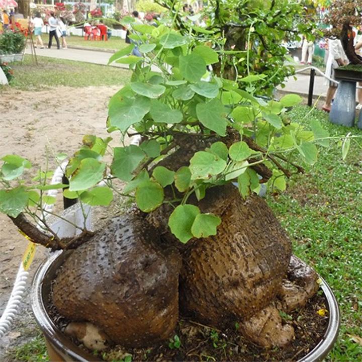 Củ bình vôi 1kg