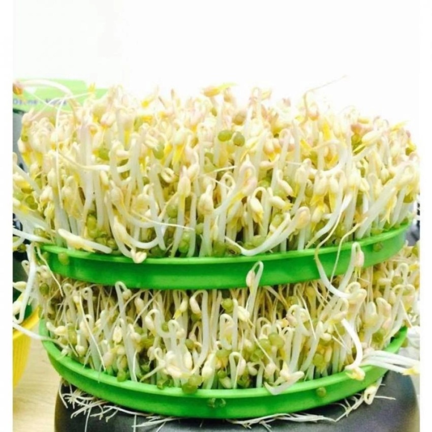 Máy Làm Giá Đỗ Bách Khoa BKIDT