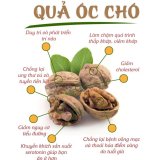 Hạt óc chó Jumbo Hartley California