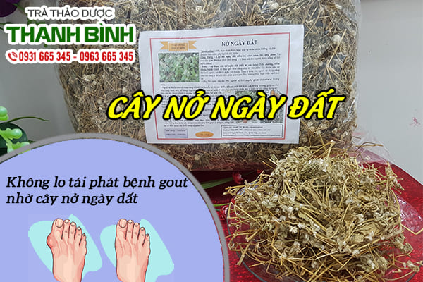Cây nở ngày đất 1kg
