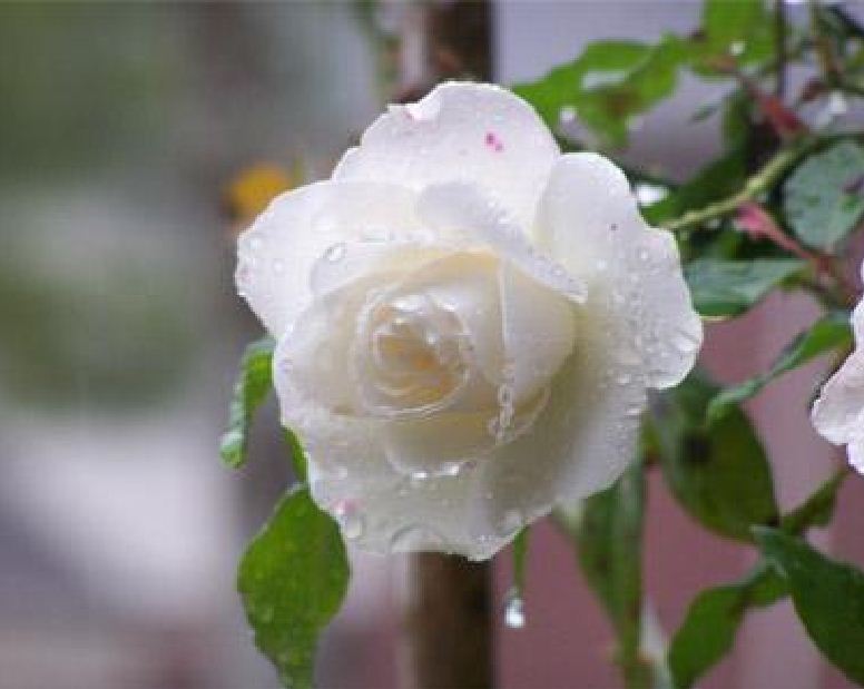 Bộ 3 gói hạt giống hoa hồng trắng