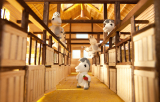 USB BONE Horse 16GB