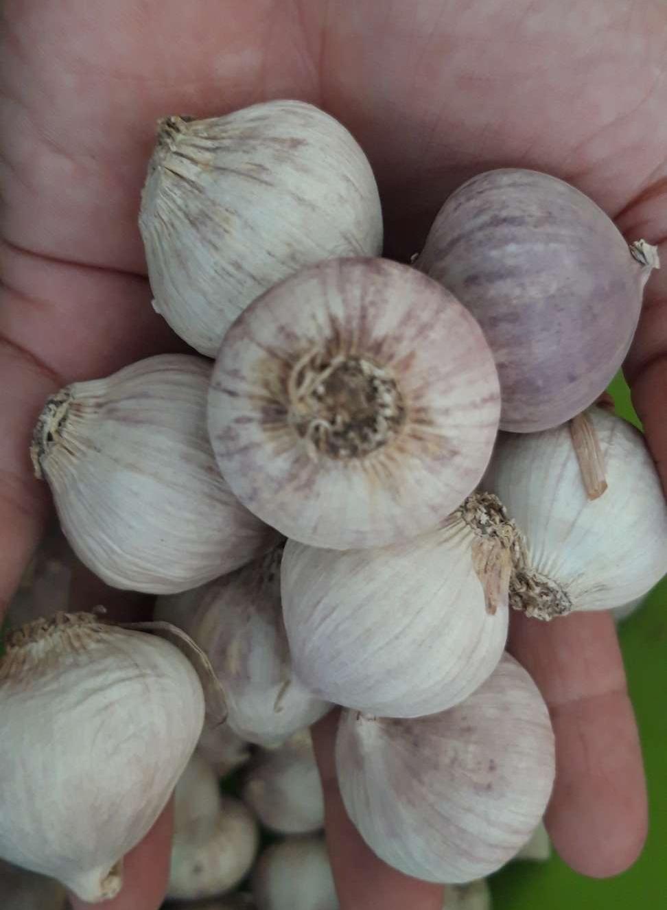 Tỏi cô đơn 1kg