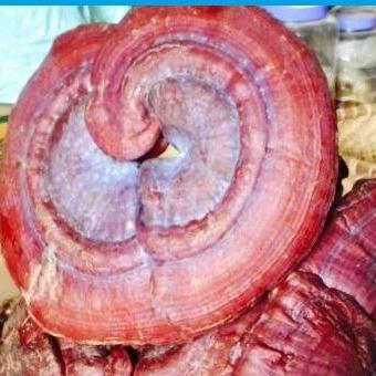 Nấm Lim Xanh Tiên Phước - 400 g