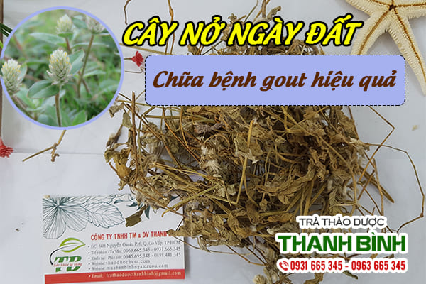 Cây nở ngày đất 1kg