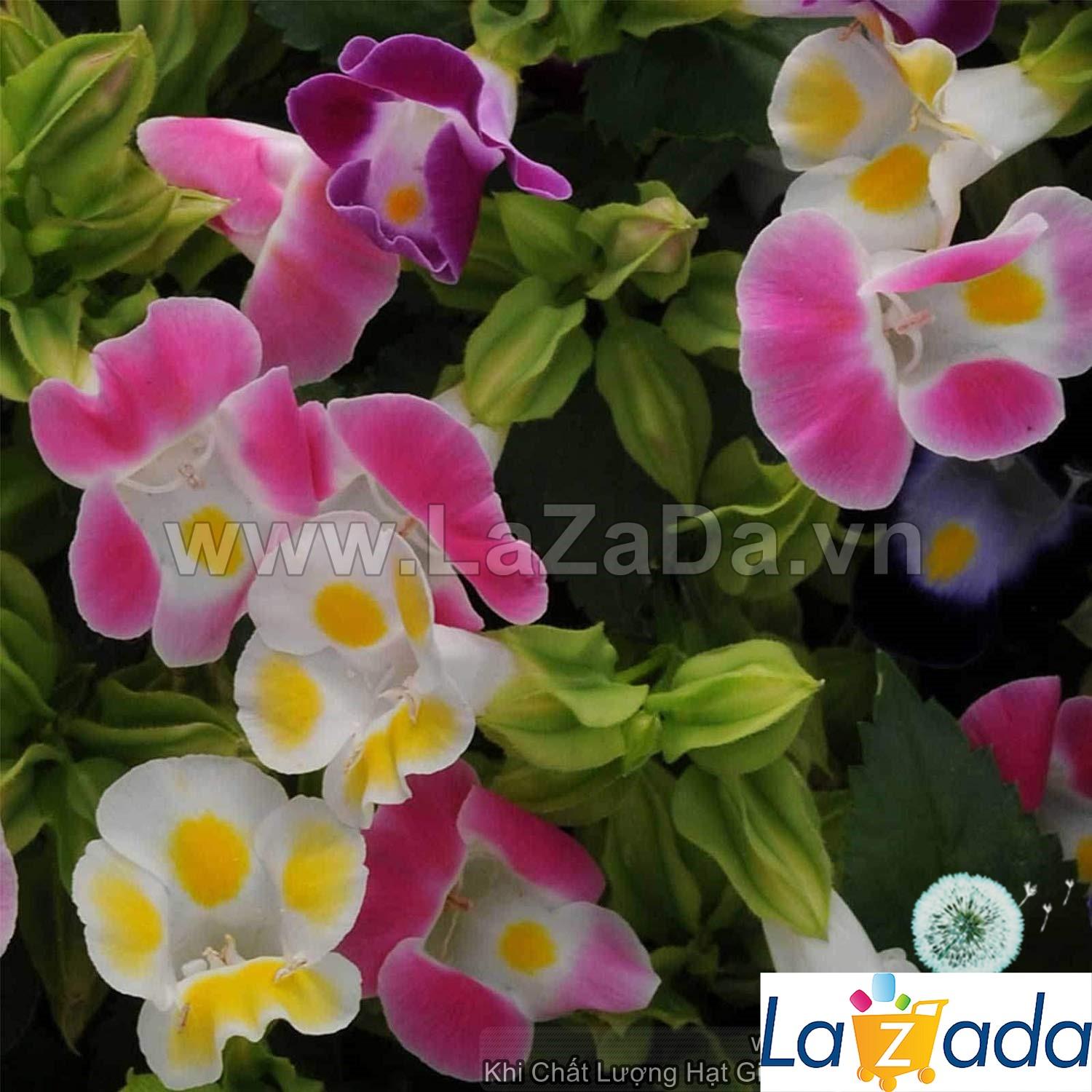 Hạt giống Hoa Mắt Nai (Hoa Tô Liên) (hoa mõm chó)