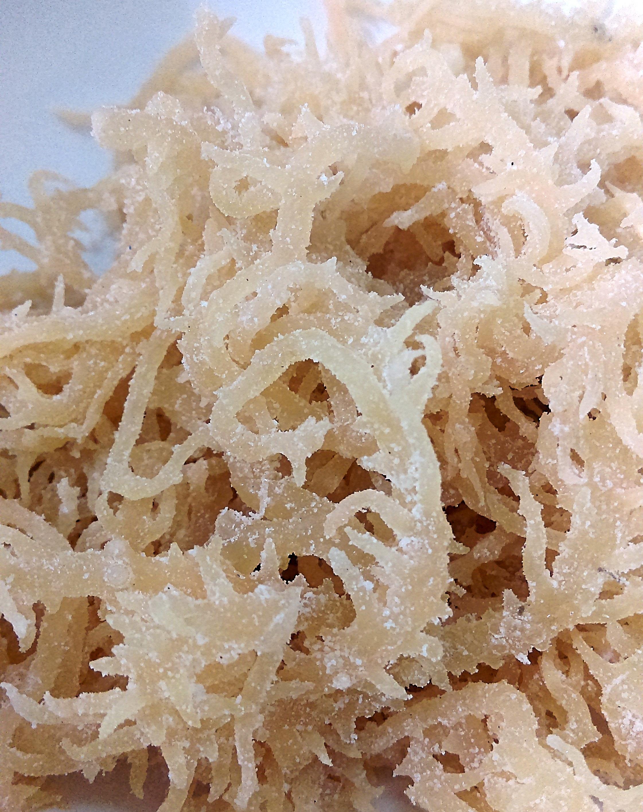 Rong sụn 300g