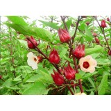 Bộ gói hạt giống Atiso đỏ