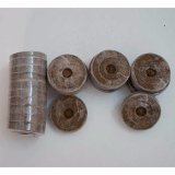 Bộ gói hạt giống Mộc Lan