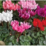 Bộ gói Hạt giống Anh Thảo