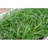 Bộ gói hạt giống Hẹ tra