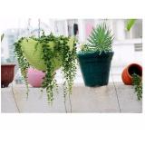 Bộ Chậu Trông Cây Có Móc Treo