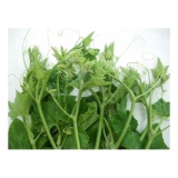 Hạt giống Bí ăn ngọn