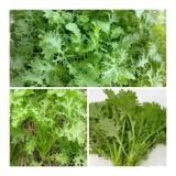 Hạt giống cải bẹ xanh ngọt đuôi phụng
