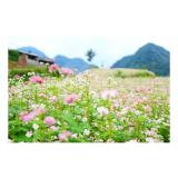 Hạt giống Hoa Tam Giác Mạch