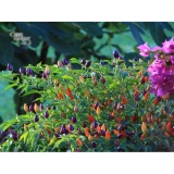 Bộ gói hạt giống Ớt kiểng bảy màu