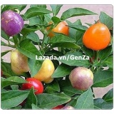 Hạt giống Ớt kiểng quả tròn
