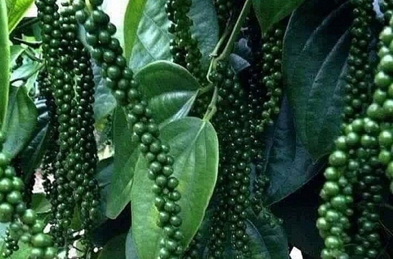 Hạt Tiêu Đen Đăk Lăk 1kg