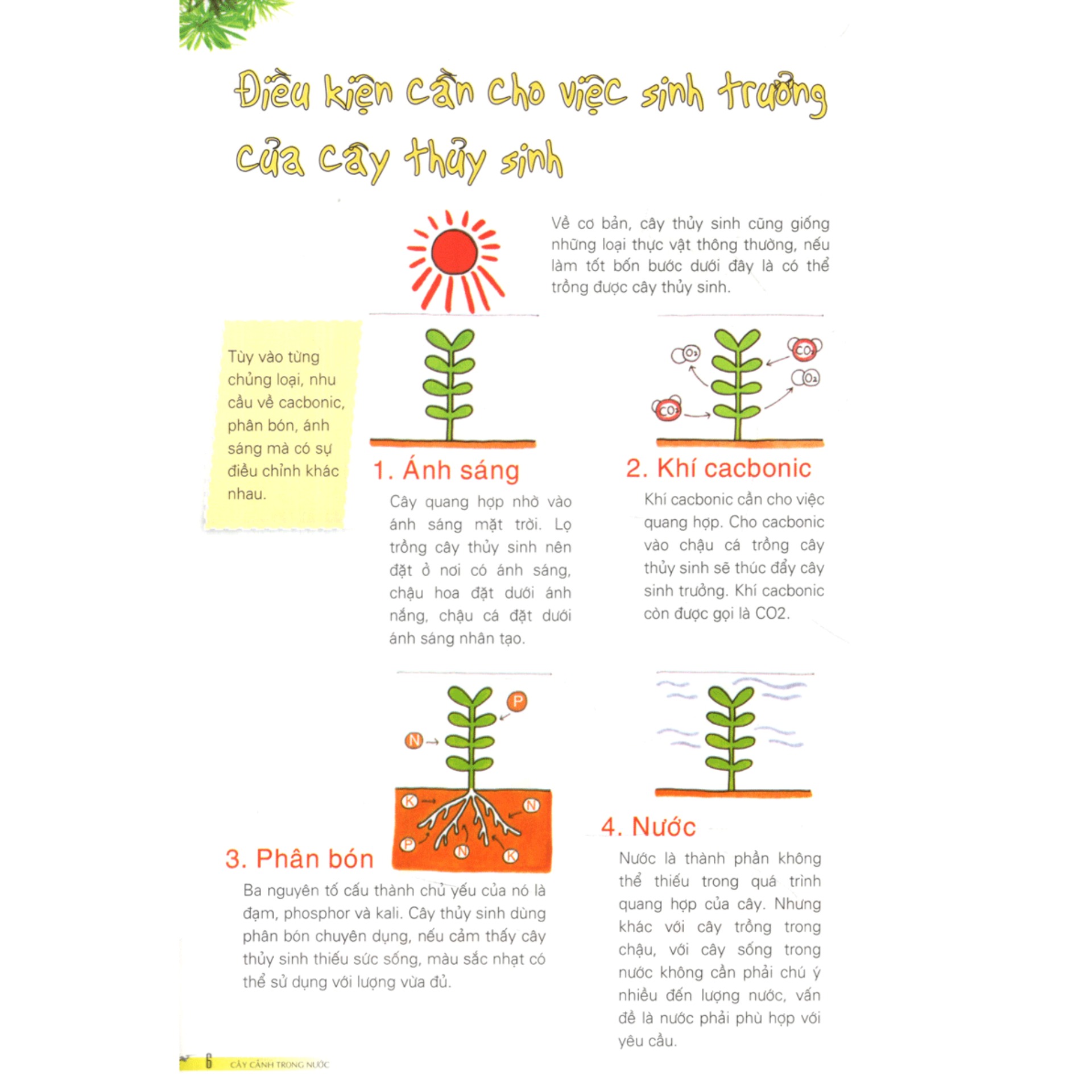 Cây Cảnh Trong Nước