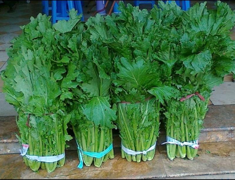 Bộ gói hạt giống Cải mèo