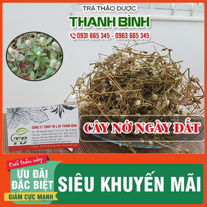 Cây nở ngày đất 1kg