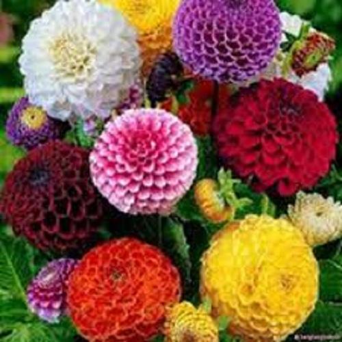 Hạt giống hoa thược dược