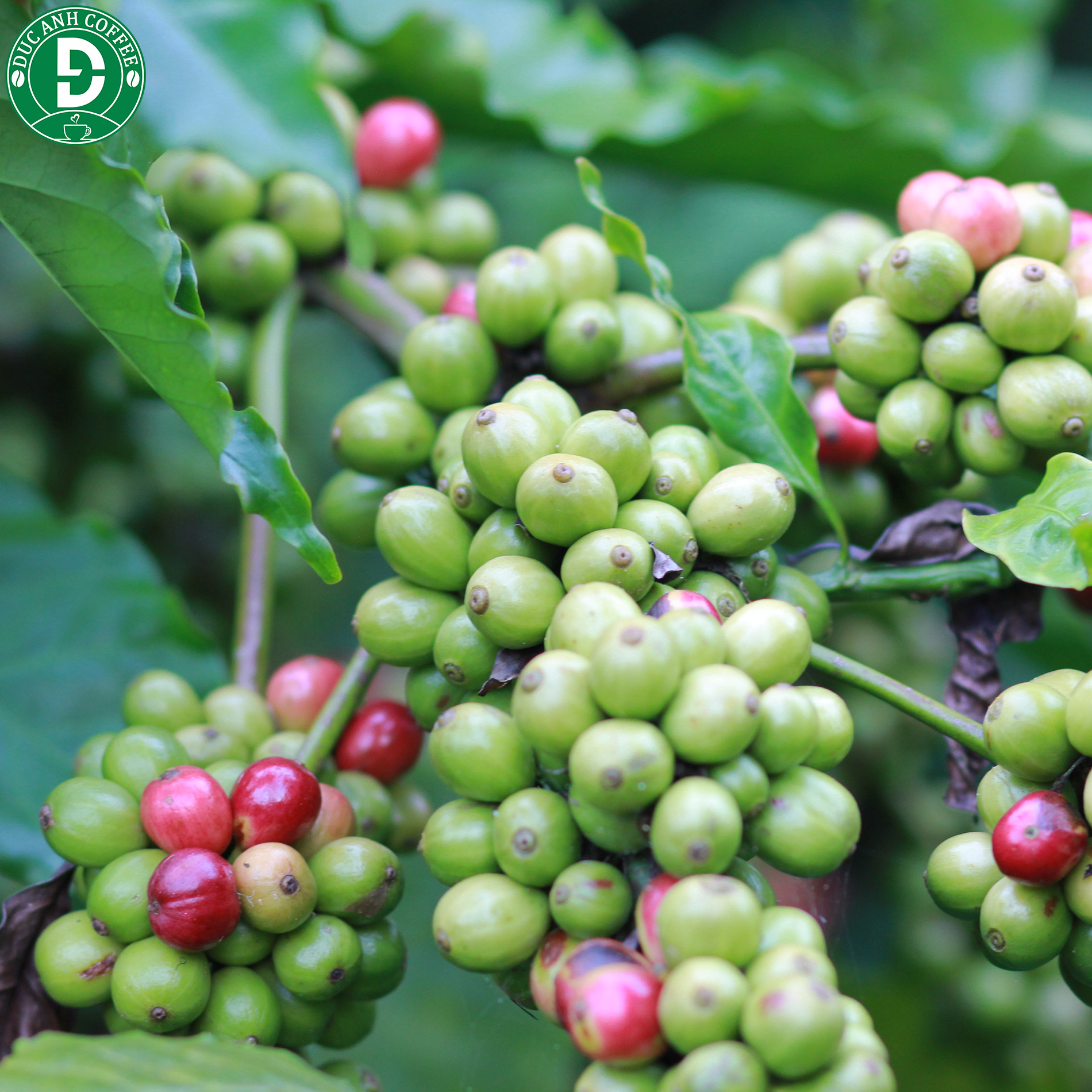 Cà Phê Robusta Rocking coffee