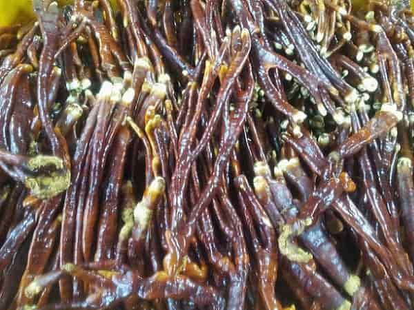 Nấm linh chi sừng hươu 1kg