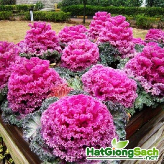 Hạt giống Hoa Bắp Cải